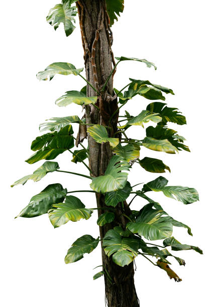 pothos gigante salvaje o hiedra del diablo (epipremnum aureum) la planta de vid de bosque tropical escalada sobre el tronco de árbol selva aislado sobre fondo blanco, trazado de recorte incluido. - wild vine fotografías e imágenes de stock