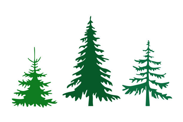 Set of different fir trees Pine tree silhouettes vector illustration multiple christmas trees stock illustrations