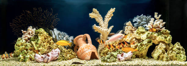 istock Freshwater aquarium in pseudo-sea style 1010531050
