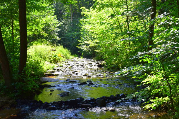 istock Small stream flowing through the woods and bushy area with many rocks at the bottom creating waves and obstructing the flow seen during a hot summer day in Poland 1010531452