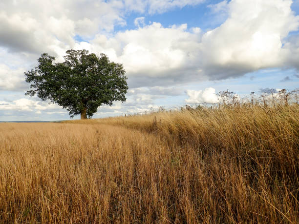 istock Lone oak tree on farmland 1010534824