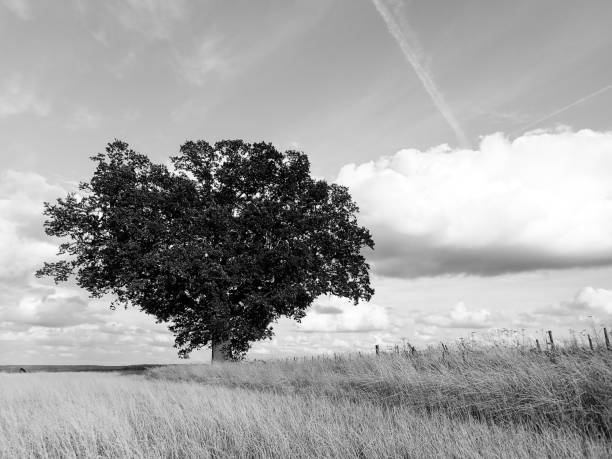 istock Lone oak tree on farmland 1010535030