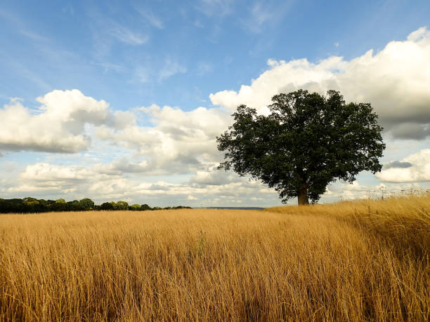 istock Lone oak tree on farmland 1010535048