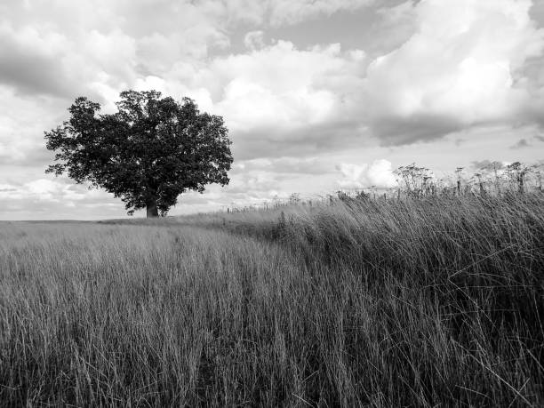istock Lone oak tree on farmland 1010535080