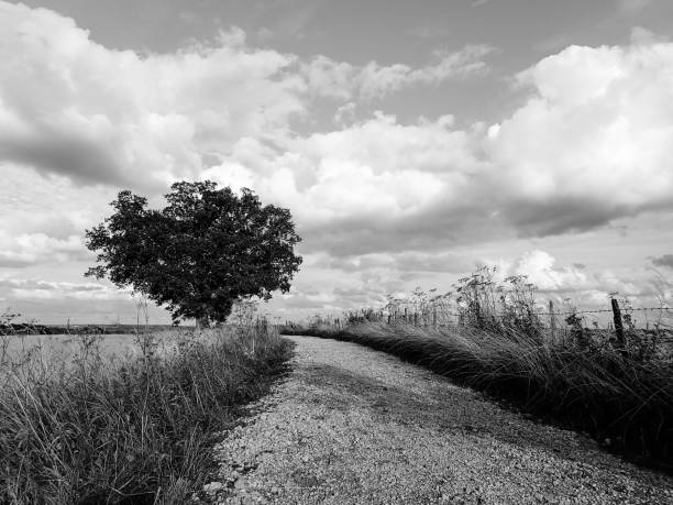 農地の孤独な樫の木 - footpath wood horizon nature ストックフォトと画像