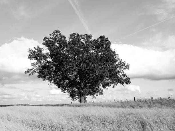 istock Lone oak tree on farmland 1010535106
