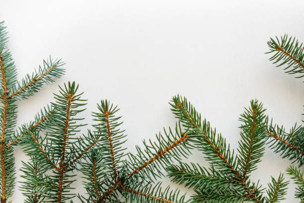 istock Branch of spruce on a white background. Christmas backdrop 1010538104