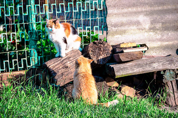 dois gatos bonitos na rua - white domestic cat ginger kitten - fotografias e filmes do acervo