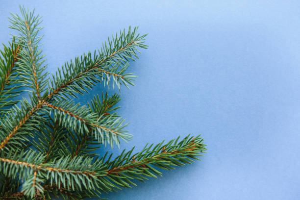 istock The branches were fir trees on a blue background. Christmas backdrop 1010538734