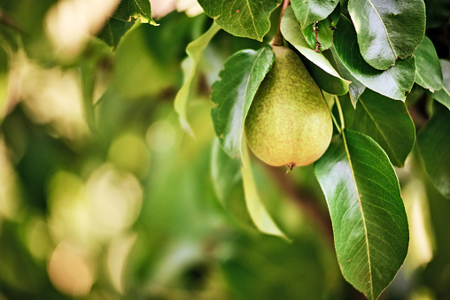 Pear Growing At Orchard. Photo Taken In Ukraine