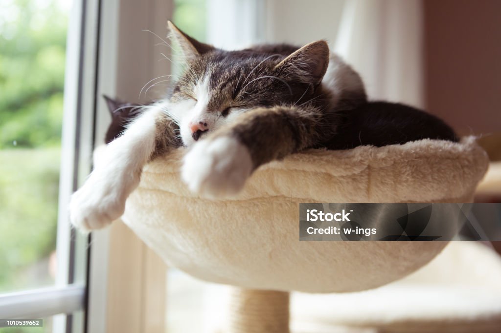 two cats in smal hammock two cats rest very close together Domestic Cat Stock Photo