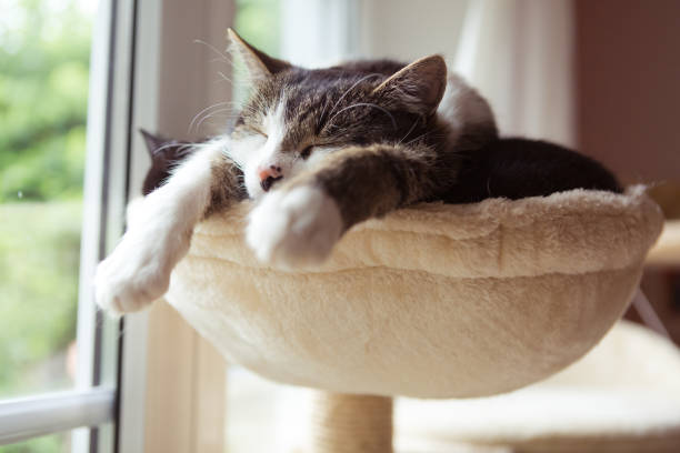two cats in smal hammock two cats rest very close together two animals photos stock pictures, royalty-free photos & images