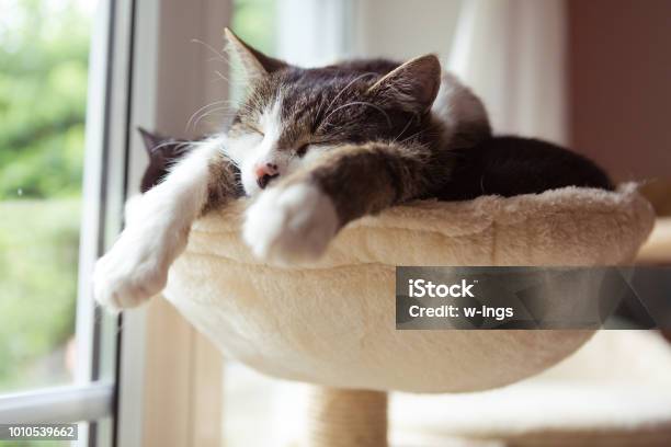 Two Cats In Smal Hammock Stock Photo - Download Image Now - Domestic Cat, Sleeping, Domestic Life