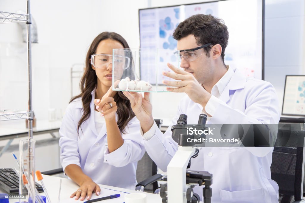 Scientist looking to rat and Talking together. Scientist researching at lab. Mouse - Animal Stock Photo