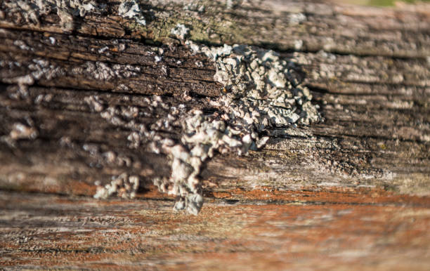 istock Texture of old wood use as natural background 1010555912