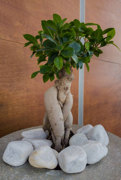 ficus decorativo decorato con pietre. bonsai d'albero con tronco attorcigliato - ginseng bonsai tree fig tree banyan tree foto e immagini stock