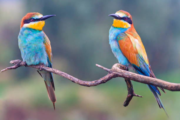 istock pair of European bee eaters 1010561220
