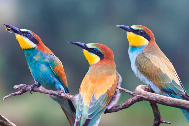 family of birds european bee-eater, merops apiaster family of birds european bee-eater, merops apiaster , wildlife and beautiful colors puerto quetzal guatemala stock pictures, royalty-free photos & images