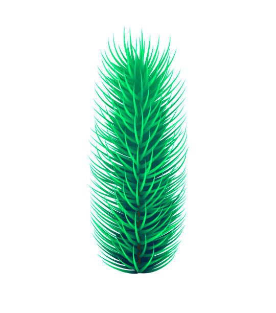 ilustrações de stock, clip art, desenhos animados e ícones de vector set of fir tree branches, isolated. pine, evergreen tree, conifers. christmas decoration and christmas tree details. winter forest branches. realistic xmas design element. vector illustration. eps10 - growth new evergreen tree pine tree