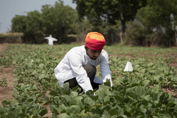 istock Farmer plucking crop from field 1010564212