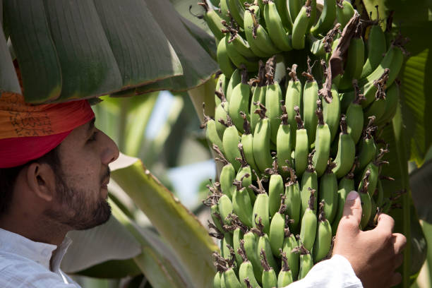 istock Farmer holding bunch of banana 1010564400