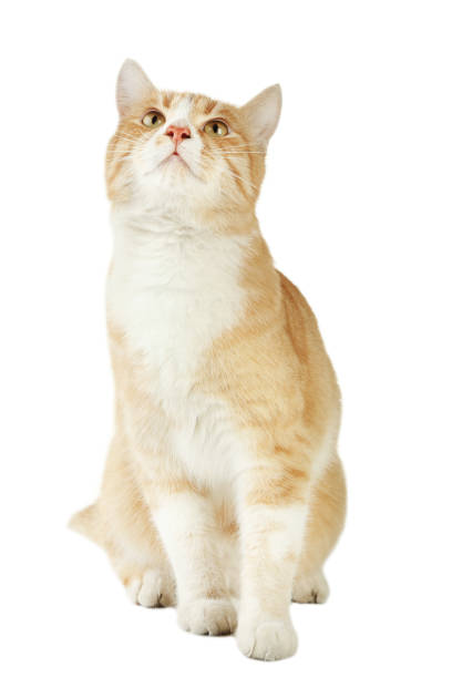 istock Beautiful ginger cat isolated on white background 1010564560