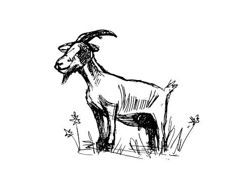 Goat sketch