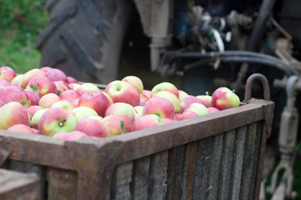 istock Harvesting of apples in the orchard. Containers with apples. Rustic style. 1010569816