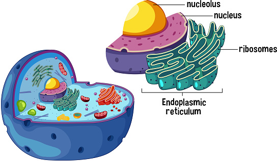 Magnified Animal Cell Diagram illustration