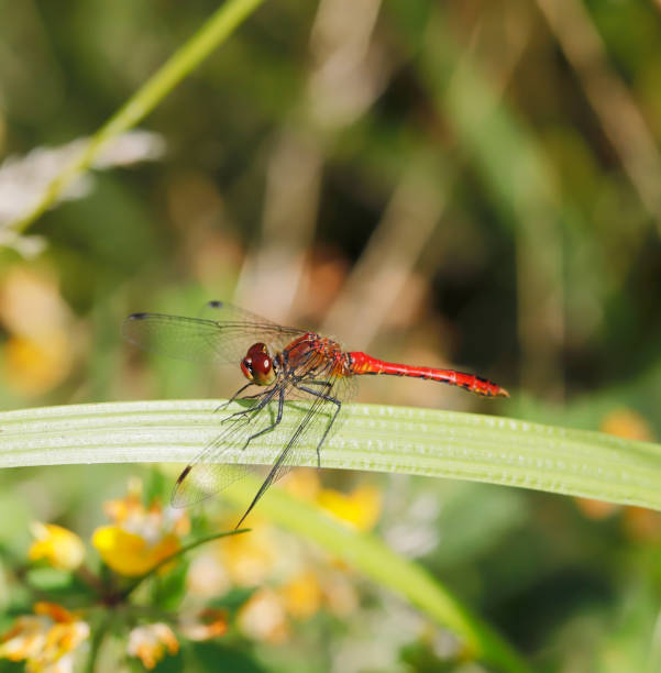 istock Ruddy Darter Dragonfly (Sympetrum sanguineum) Male 1010570298