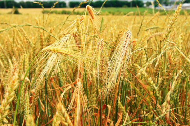 istock Golden Ears On The Summer Field Before Harvest 1010572606