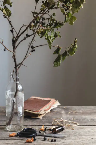 Autumn dark mood. Rustic style. Dry tree, bottle with essential oil, scissors, a rope and berries of currant. On an old wooden table. Copy space