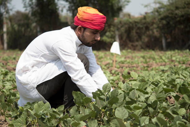 istock Farmer plucking crop in farm 1010576162