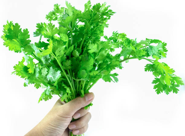 istock The hand holding the fresh coriander leaves 1010576484