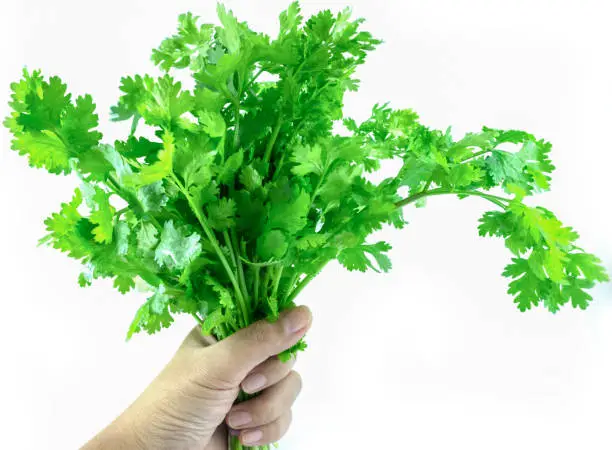 The hand holding the fresh coriander leaves. popularly used to cook in Asia. for add flavor and fragrance. with white background.