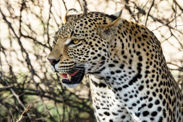 istock Male Leopard South Africa 1010579086