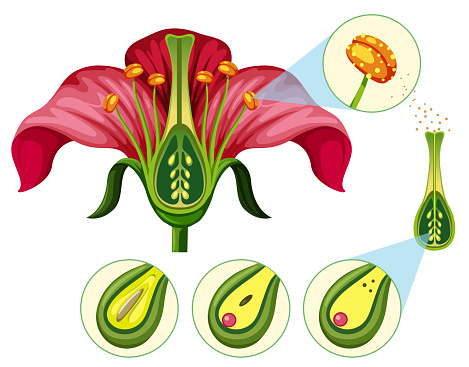 Flower Organs and Reproduction Parts illustration