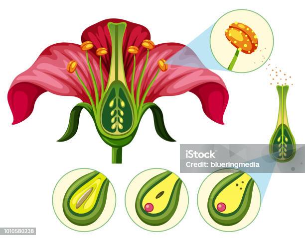 Flower Organs And Reproduction Parts Stock Illustration - Download Image Now - Stamen, Flower, Ovary