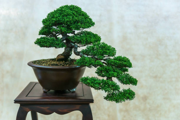 istock Beautiful bonsai tree on wooden stool 1010590162