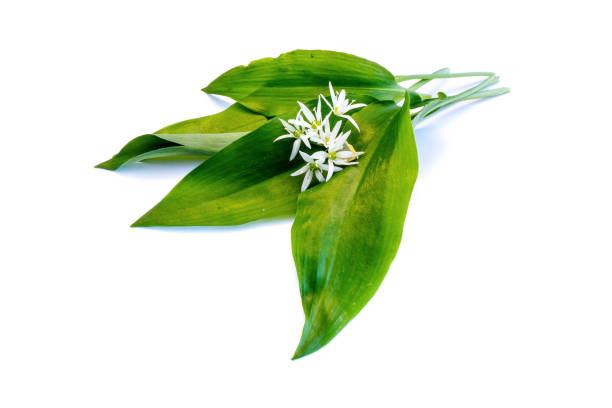 istock ramson buckrams bear leak garlic wild wood isolated cutout white Background 1010590278
