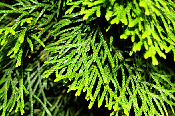 istock Tree branch of Thuja close-up 1010590994