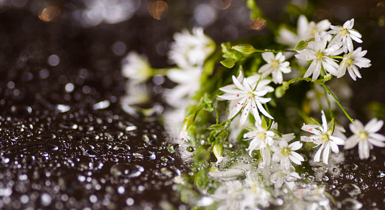 white macro flowers with water drops