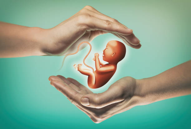 Concept of reproductive technologies. Two hands on green background with embryo in center. Surrogacy stock pictures, royalty-free photos & images