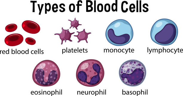 rodzaje komórek krwi - wbc stock illustrations