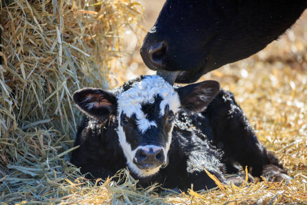 Newborn calf Newborn calf being cleaned by cow newborn animal stock pictures, royalty-free photos & images
