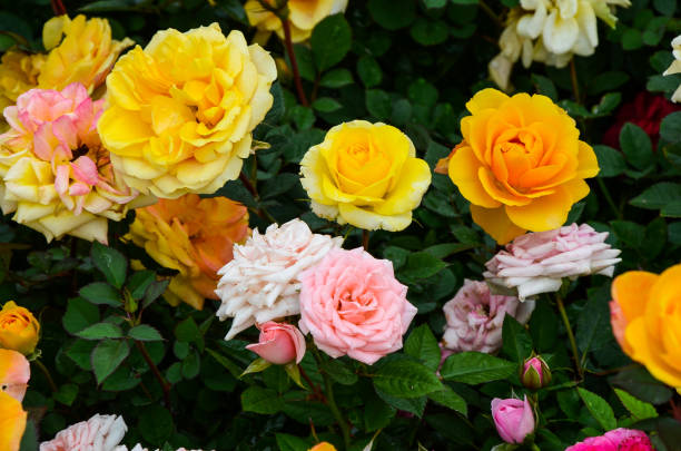 istock Rose flower in the garden. 1010598580