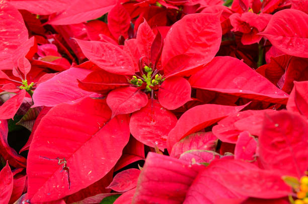 istock Common Poinsettia，X'mas Flower 1010598596