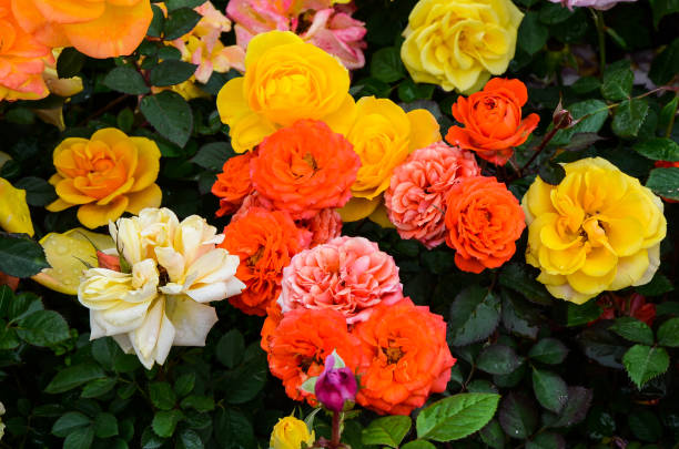 istock Rose flower in the garden. 1010598690