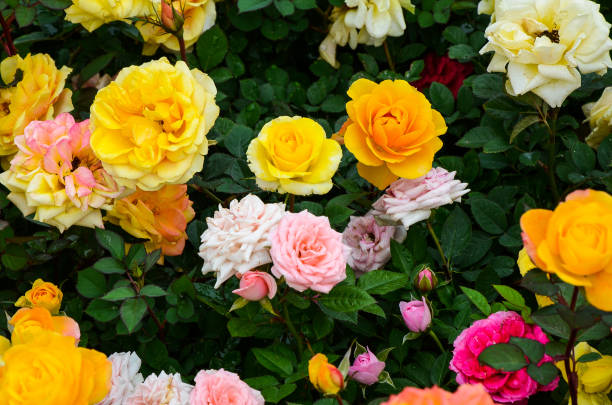 istock Rose flower in the garden. 1010598742