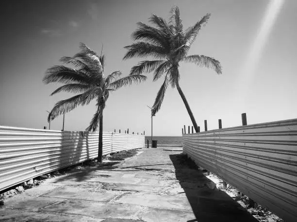 2 Palm trees and Metal fence, Isla Mujeres, Mexico